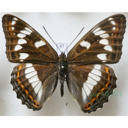 Limenitis populi (Linnaeus, 1758) male Pokłonnik osinowiec Czech67